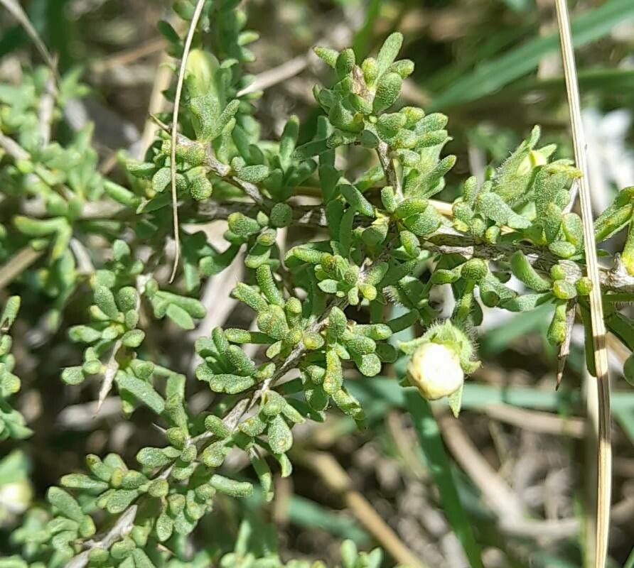 Lycium infaustum — search result for 'Lycium'