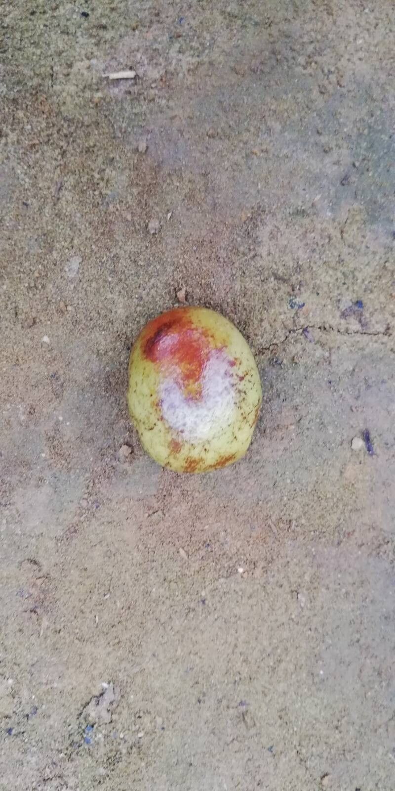 Pachylobus igaganga — houseplant care guide