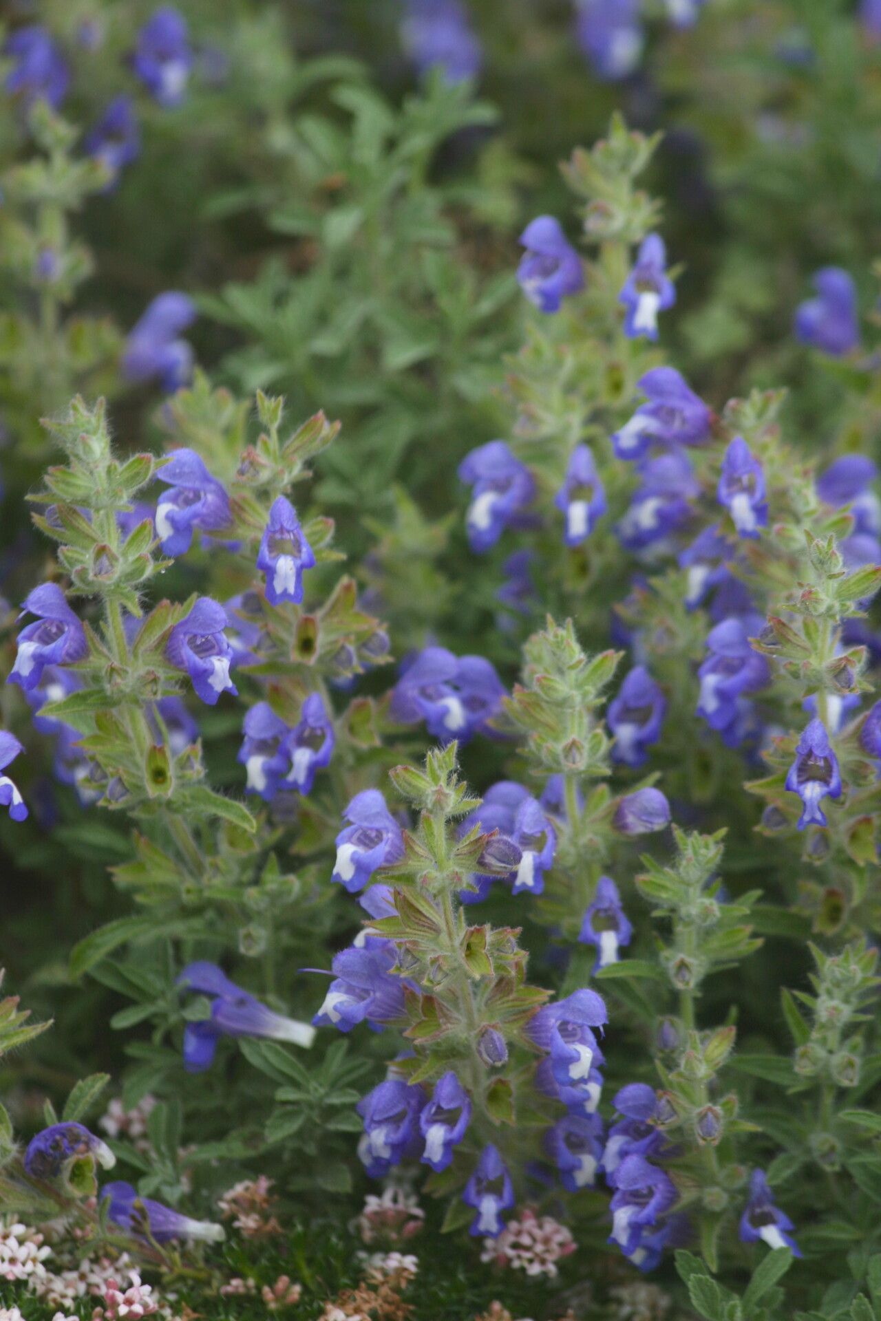 Salvia pisidica — houseplant care guide