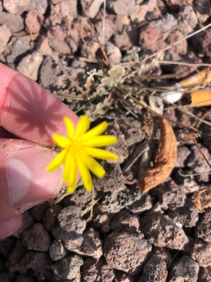 Launaea nudicaulis flower