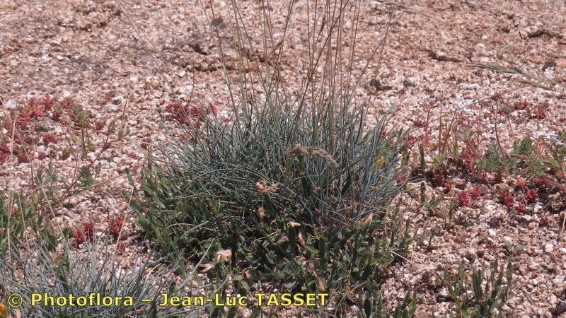 Festuca longifolia — pet friendly houseplant