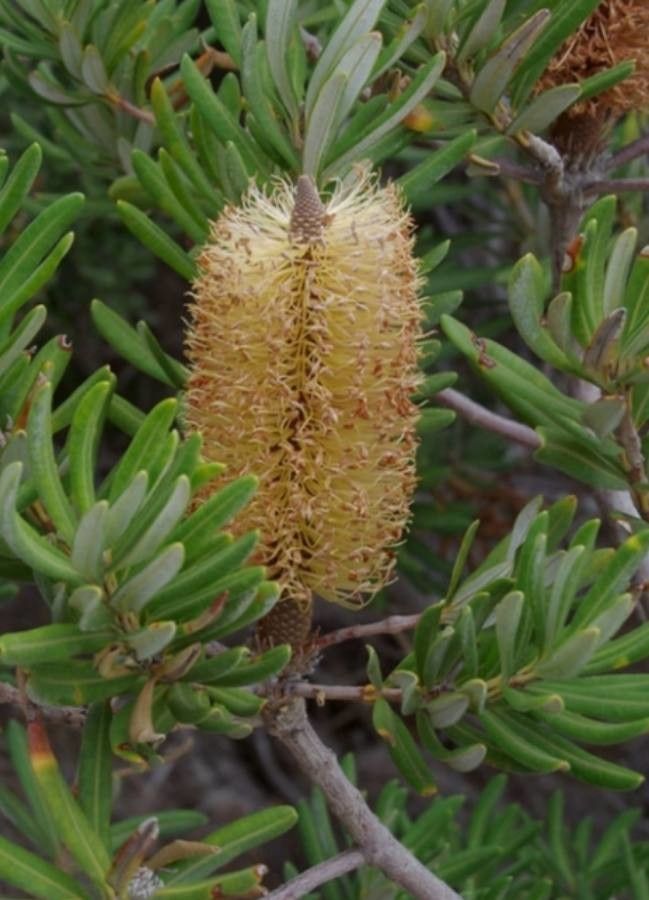 Banksia verticillata flower
