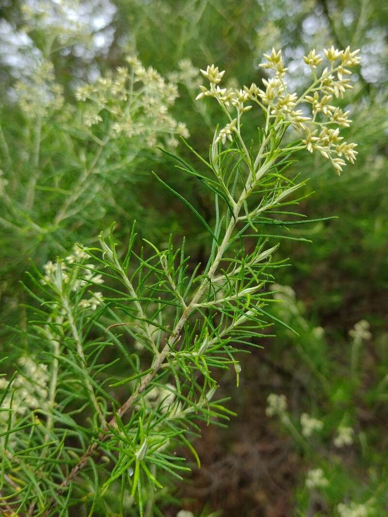 Cassinia quinquefaria flower