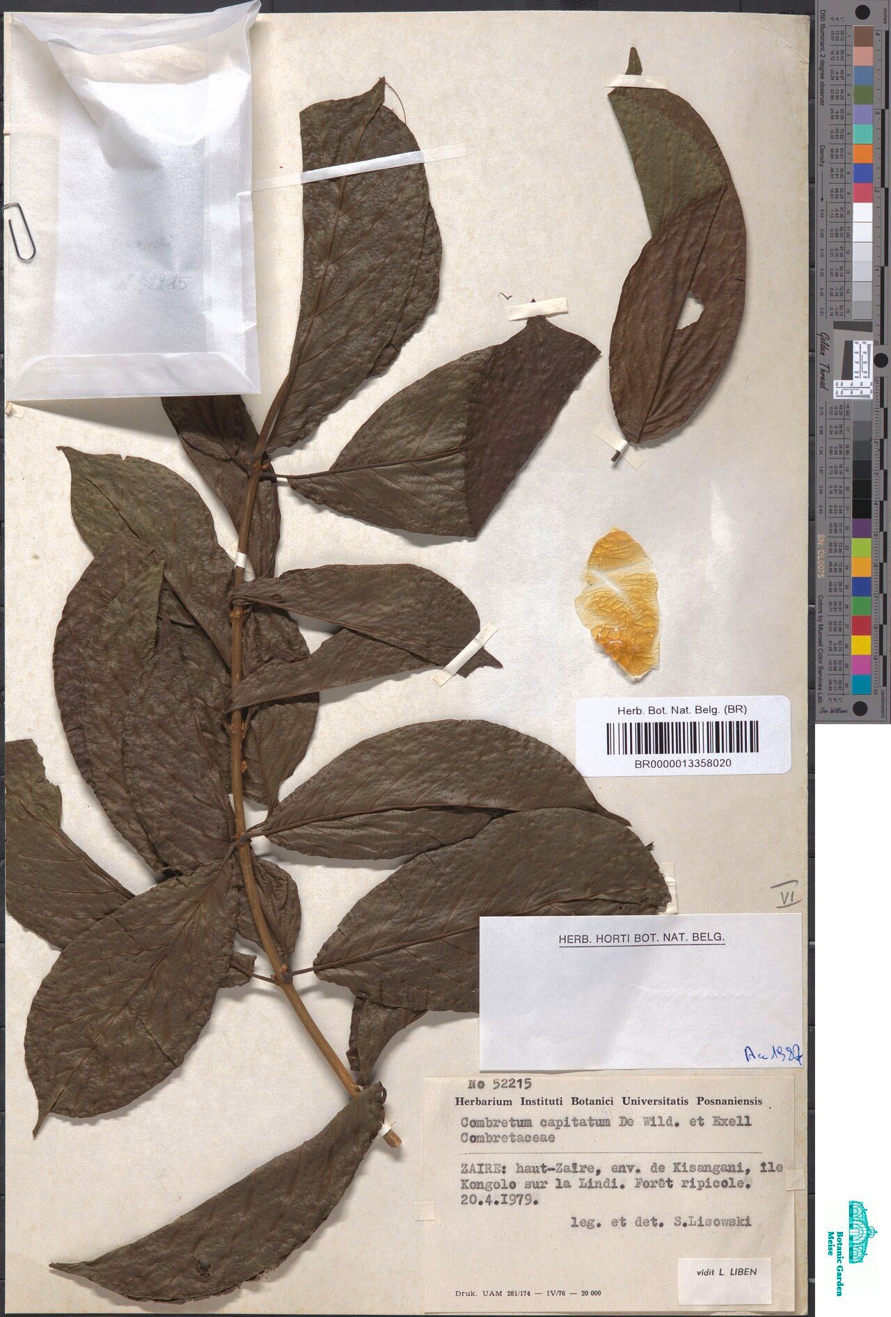 Combretum capitatum — houseplant care guide