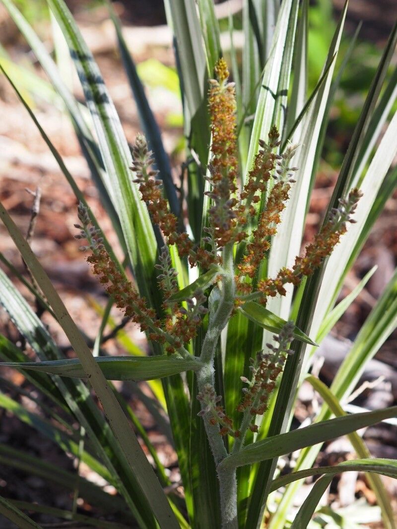 Astelia menziesiana — houseplant care guide