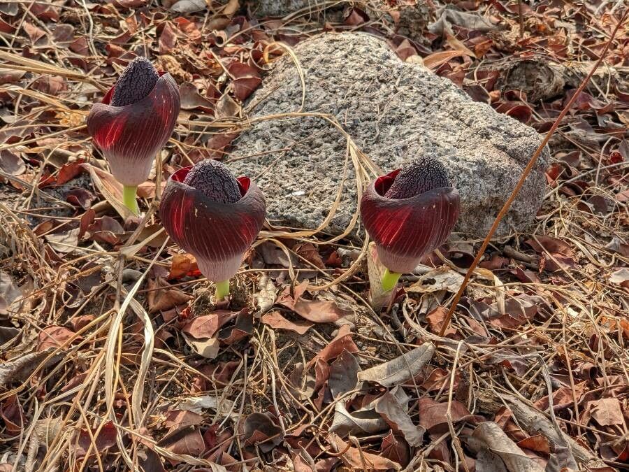 Amorphophallus aphyllus flower
