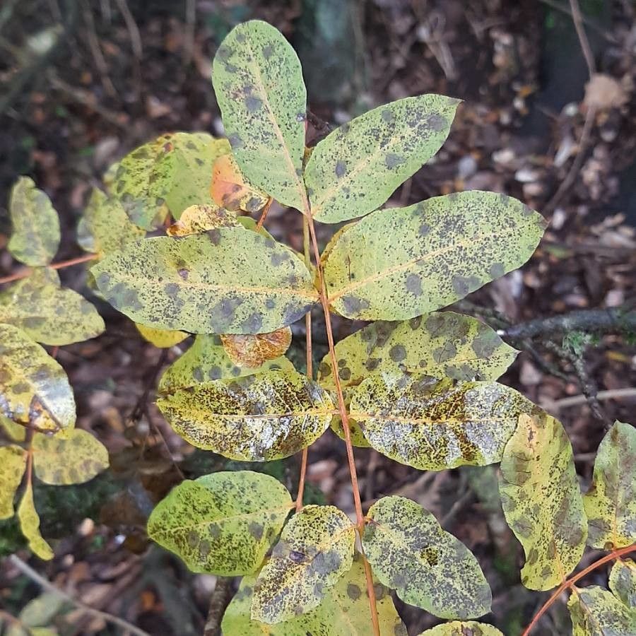 Pistacia palaestina leaf