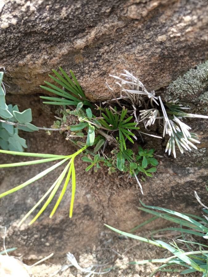Actiniopteris semiflabellata flower