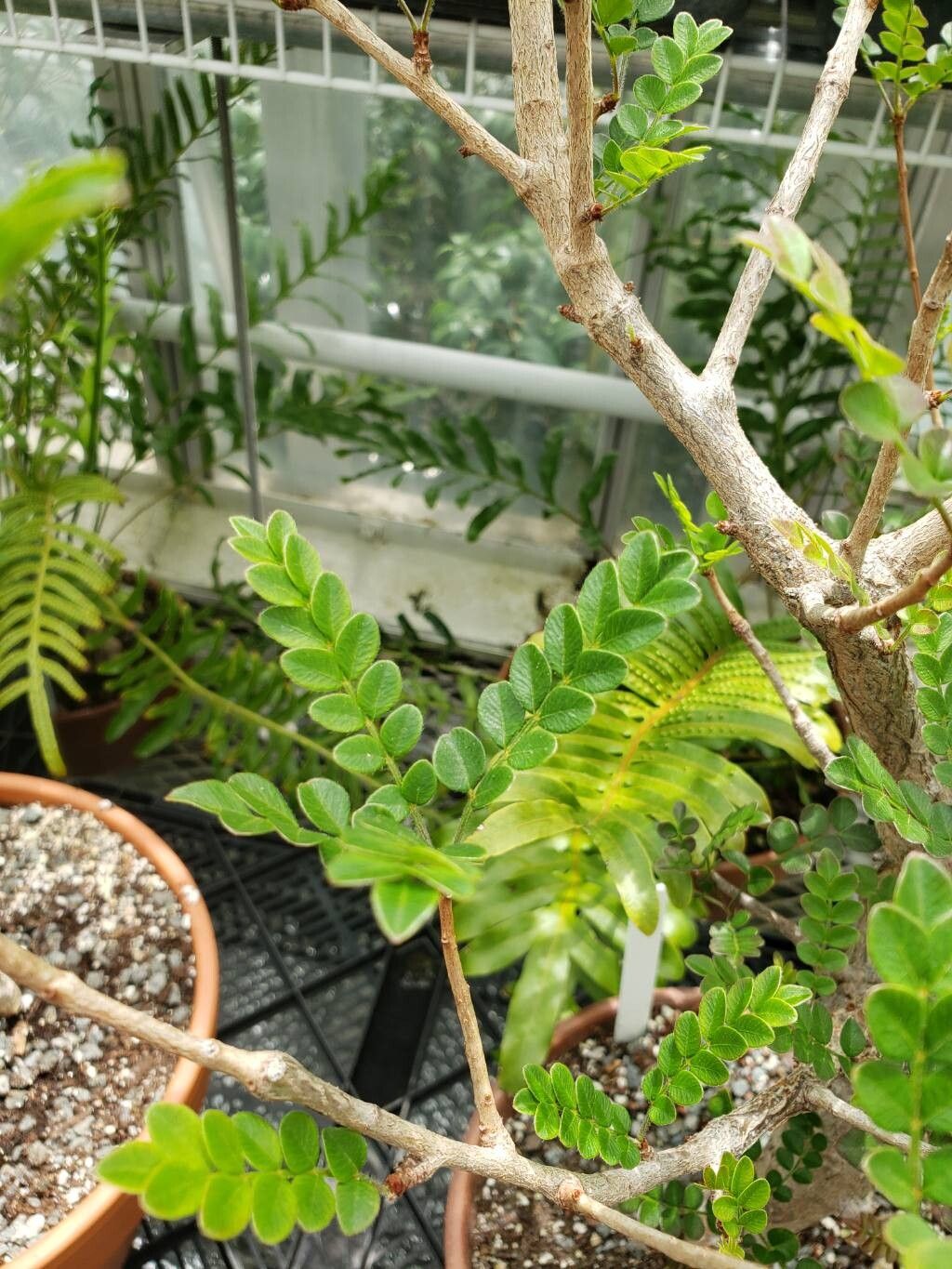 Operculicarya borealis — related species from the same genus