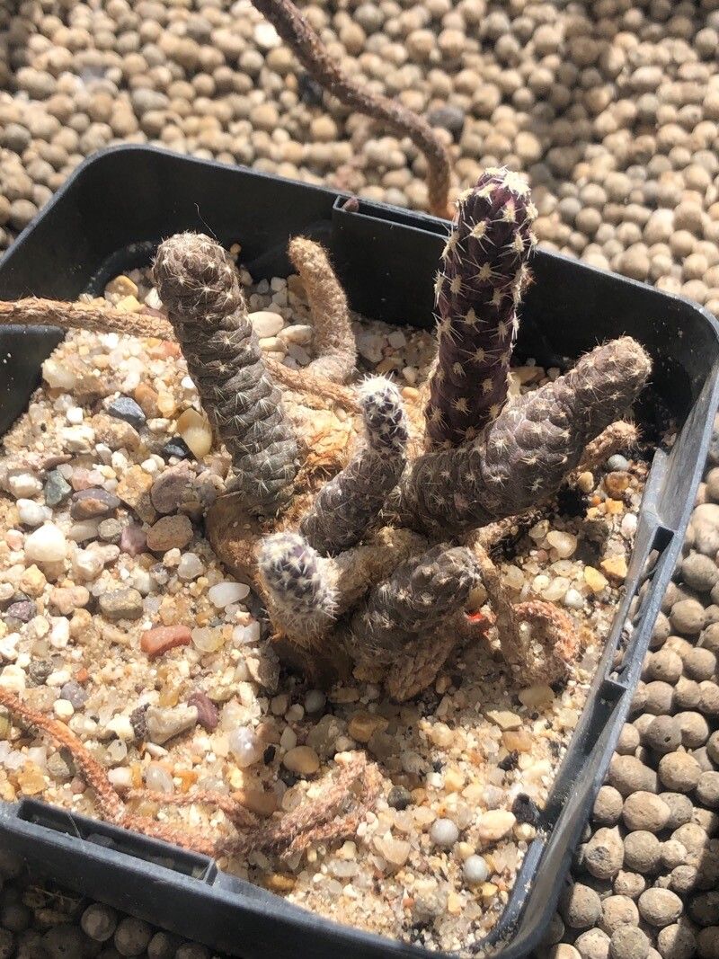 Pterocactus fischeri — related species from the same genus