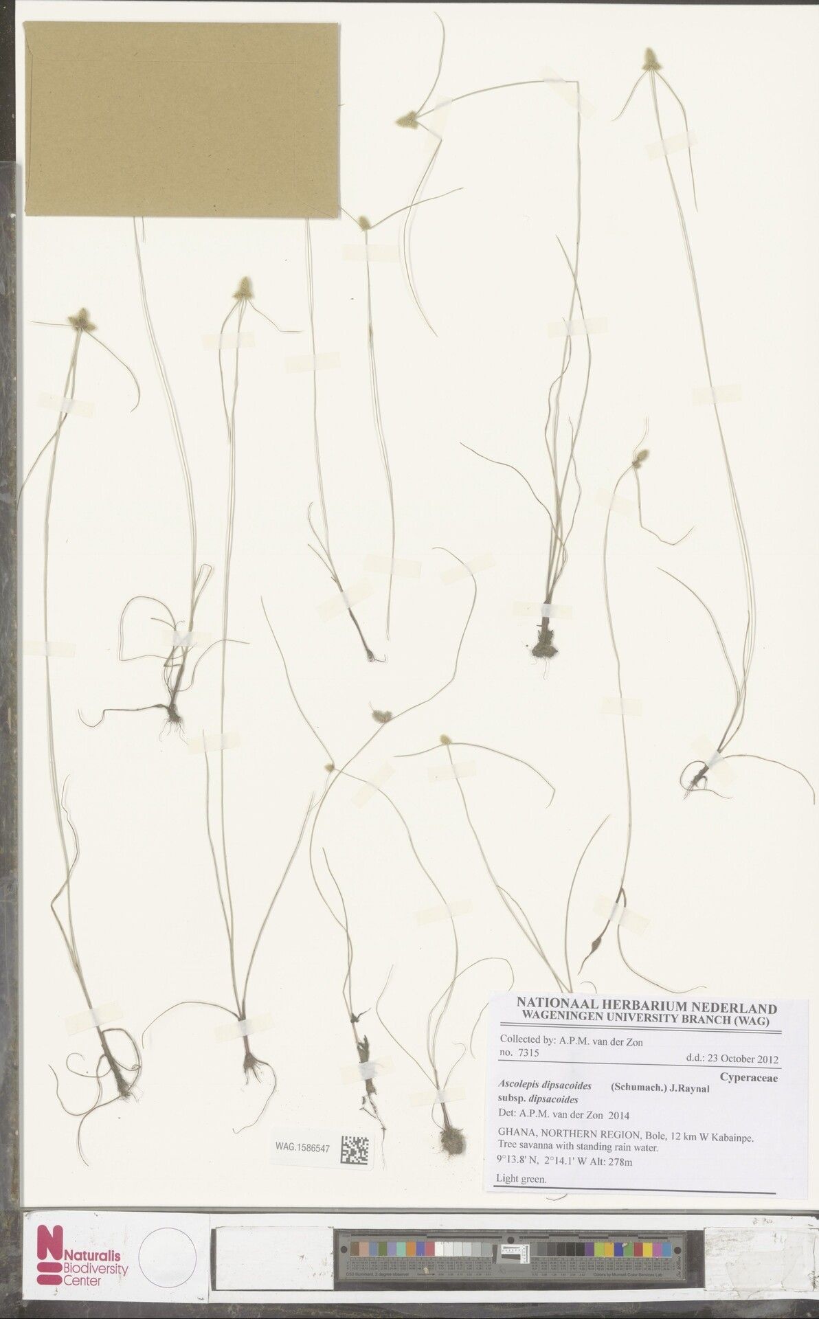 Cyperus dipsacoides — houseplant care guide