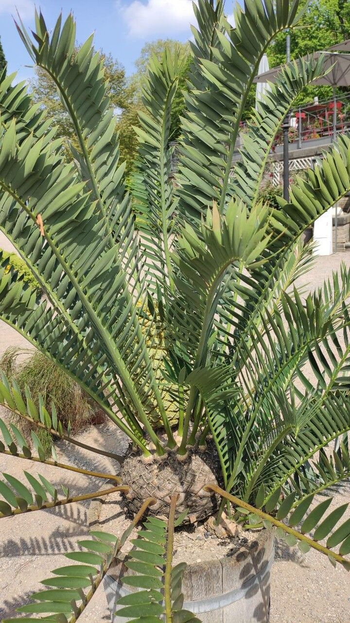 Encephalartos trispinosus habit