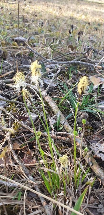 Carex colchica flower