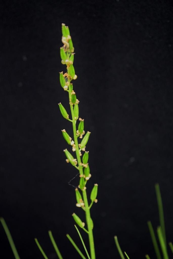 Triglochin milnei fruit