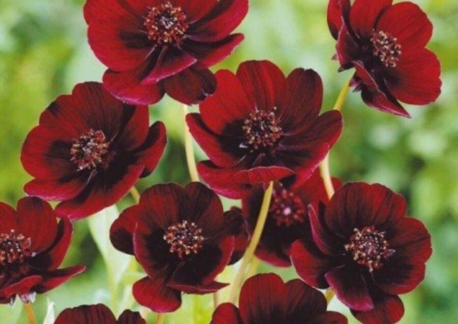 Cosmos atrosanguineus flower