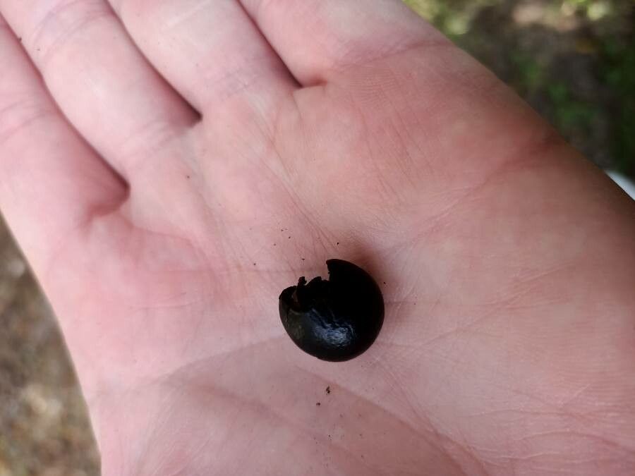 Ungnadia speciosa fruit