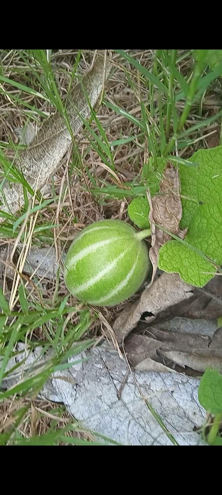 Trichosanthes cordata — related species from the same genus