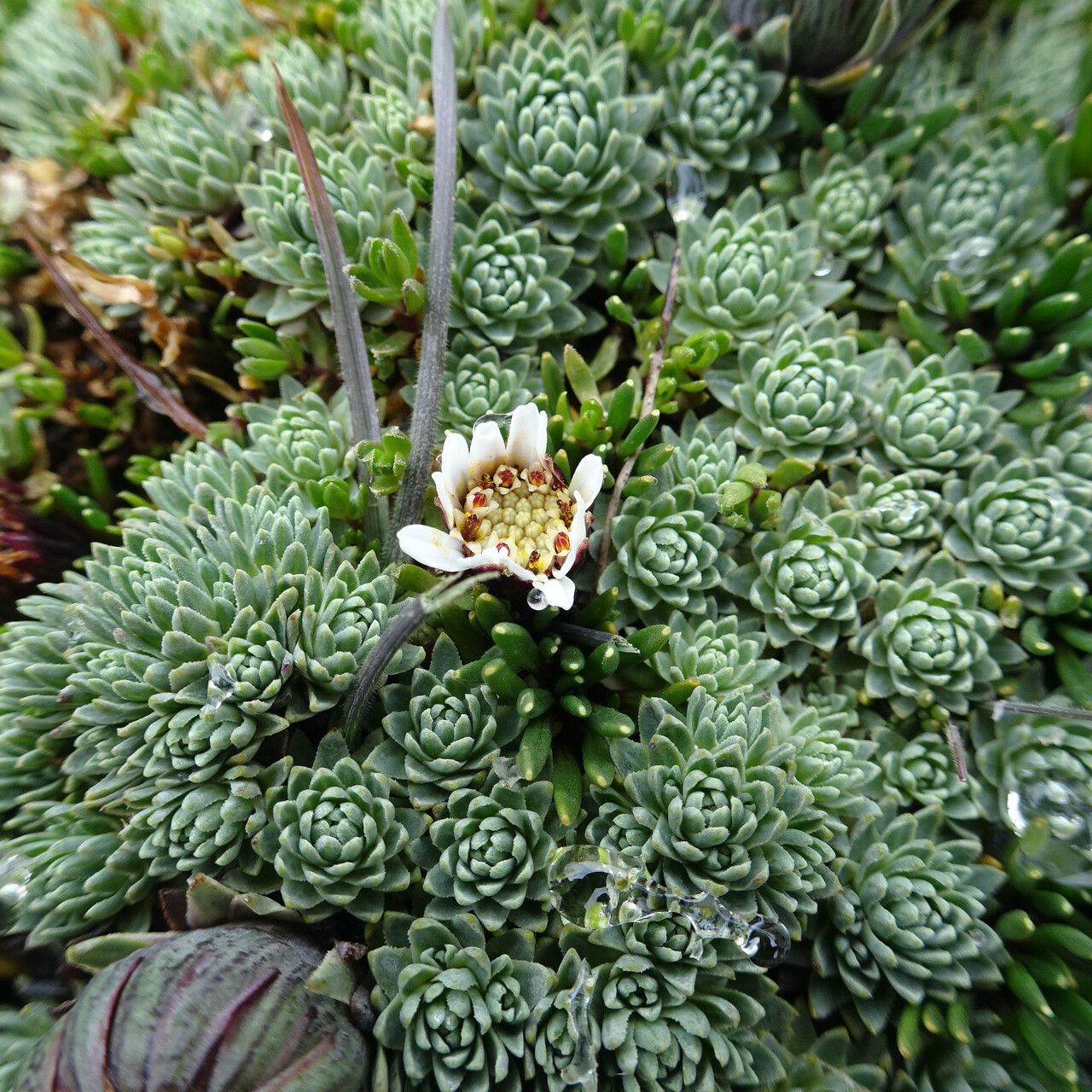 Werneria marcida flower