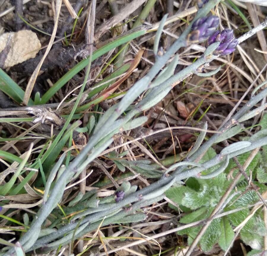 Polygala microphylla leaf