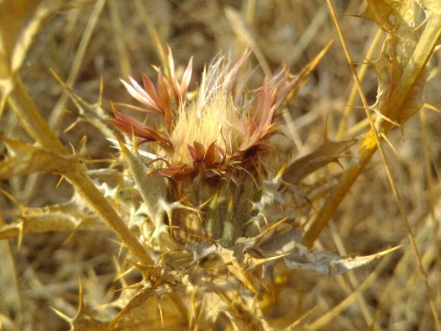 Carlina lanata fruit