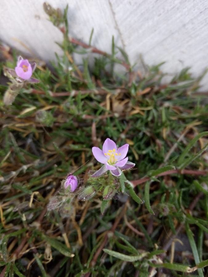 Spergula nicaeensis flower