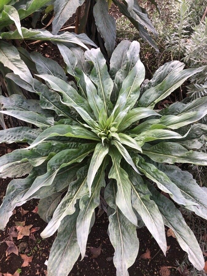 Echium simplex leaf