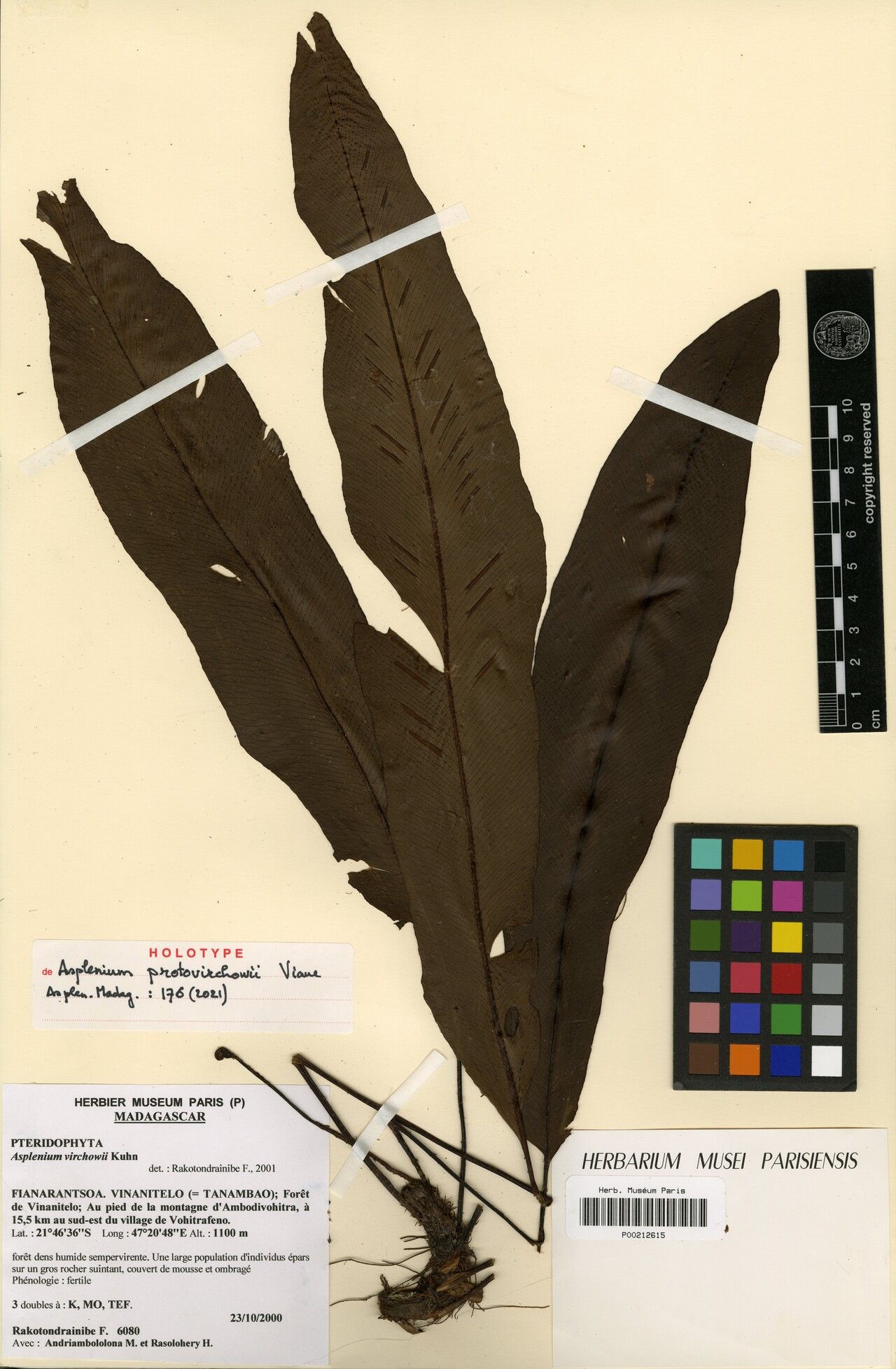 Asplenium protovirchowii — houseplant care guide