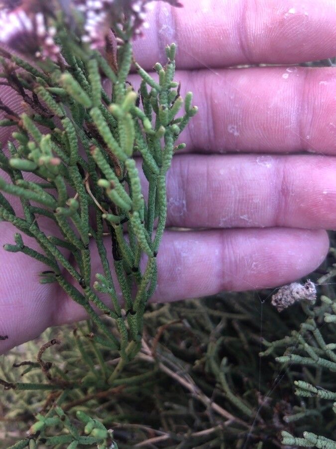 Limonium papillatum — houseplant care guide