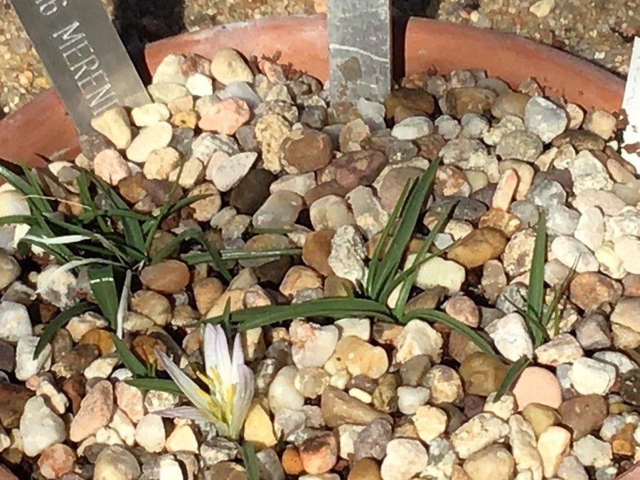 Colchicum androcymbioides