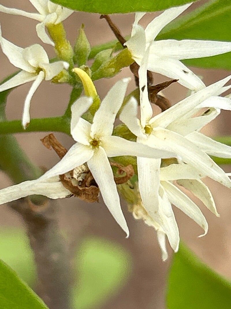 Aspidosperma pyrifolium flower