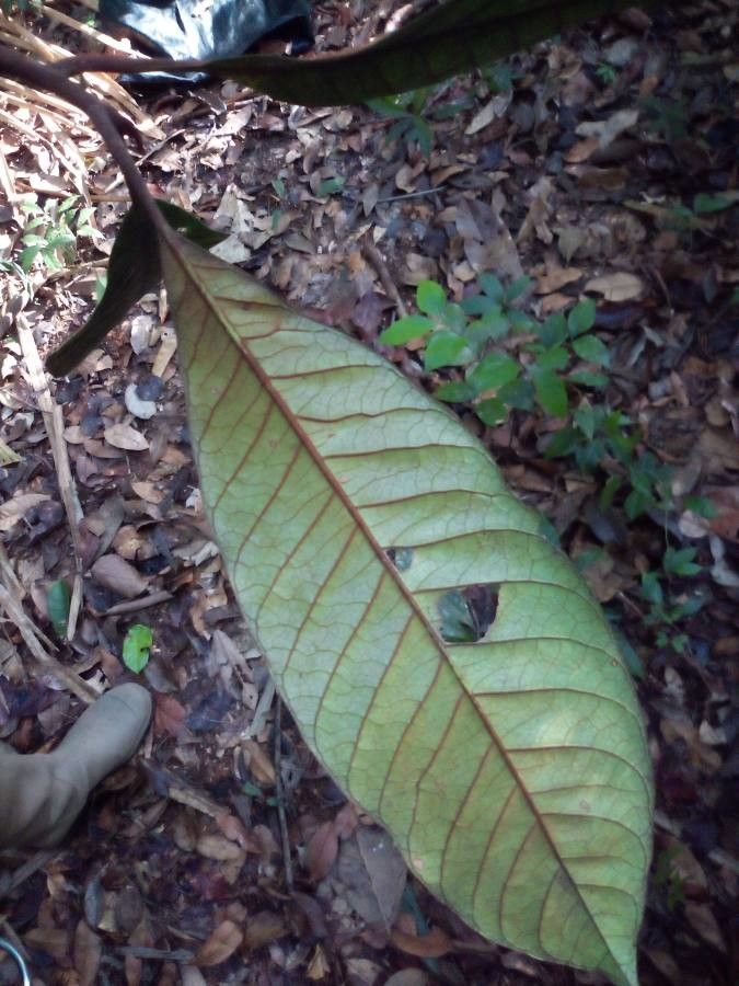 Chrysophyllum eximium leaf