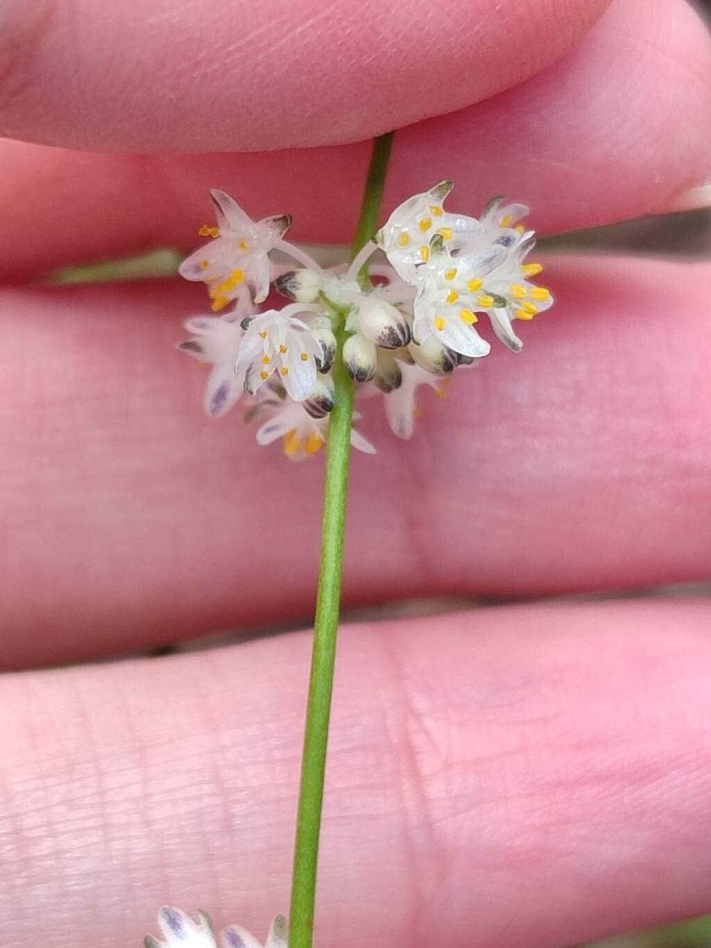 Lomandra nigricans — houseplant care guide