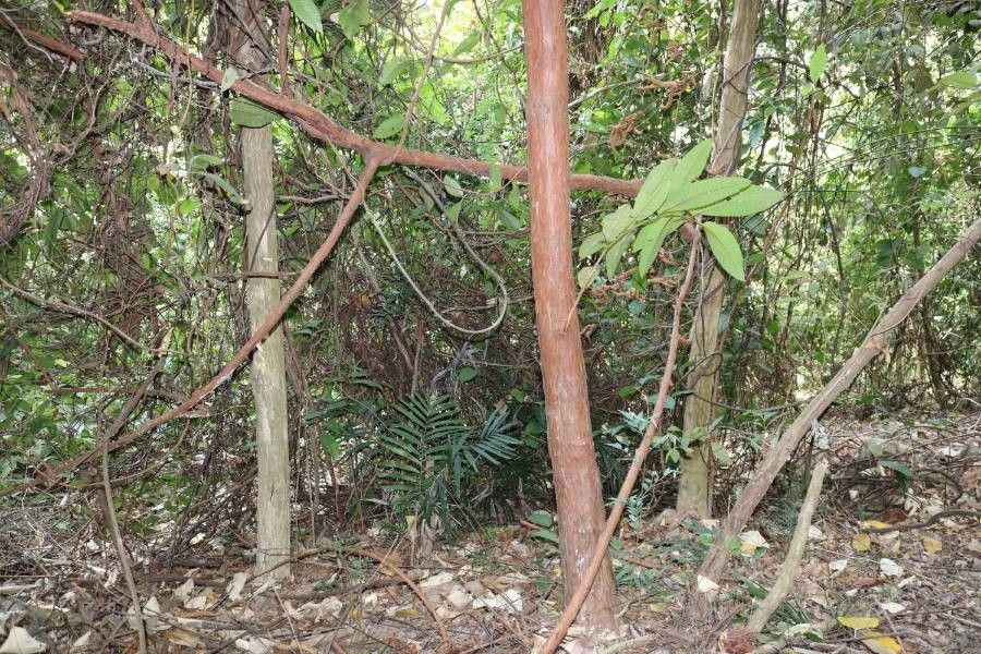 Vismia baccifera bark