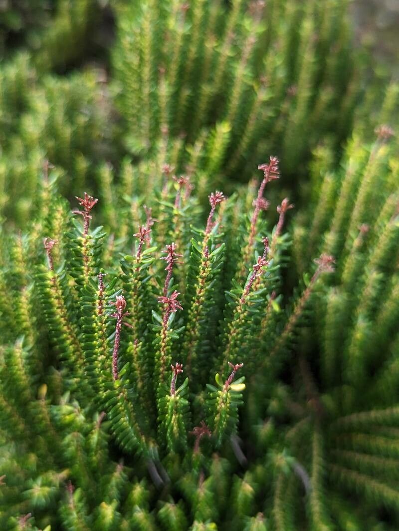 Erica azorica flower