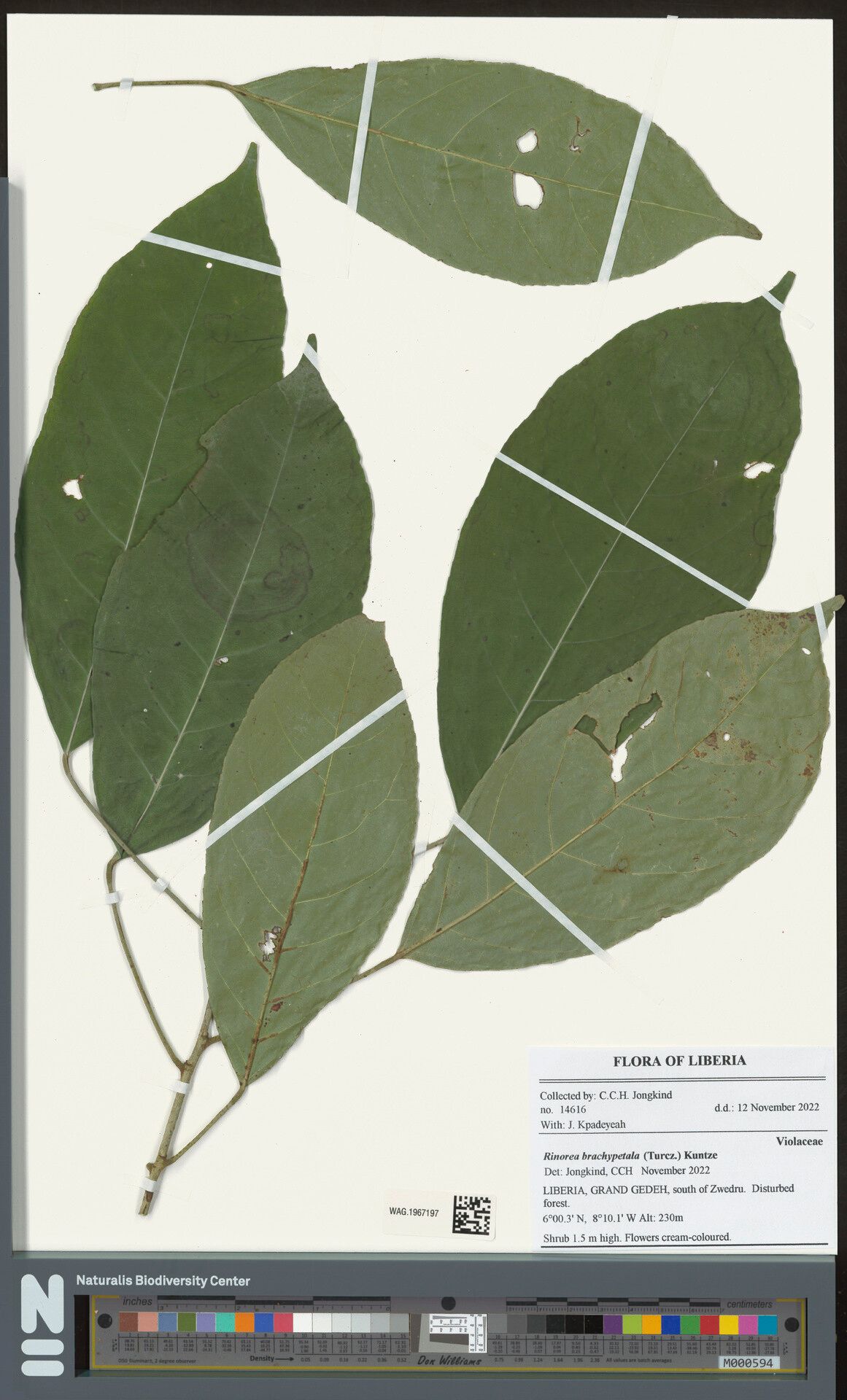 Rinorea brachypetala — houseplant care guide