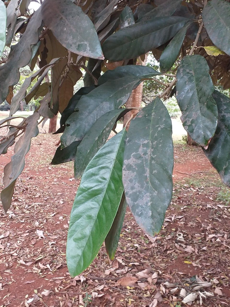 Pouteria adolfi-friedericii — search result for 'Malawi'