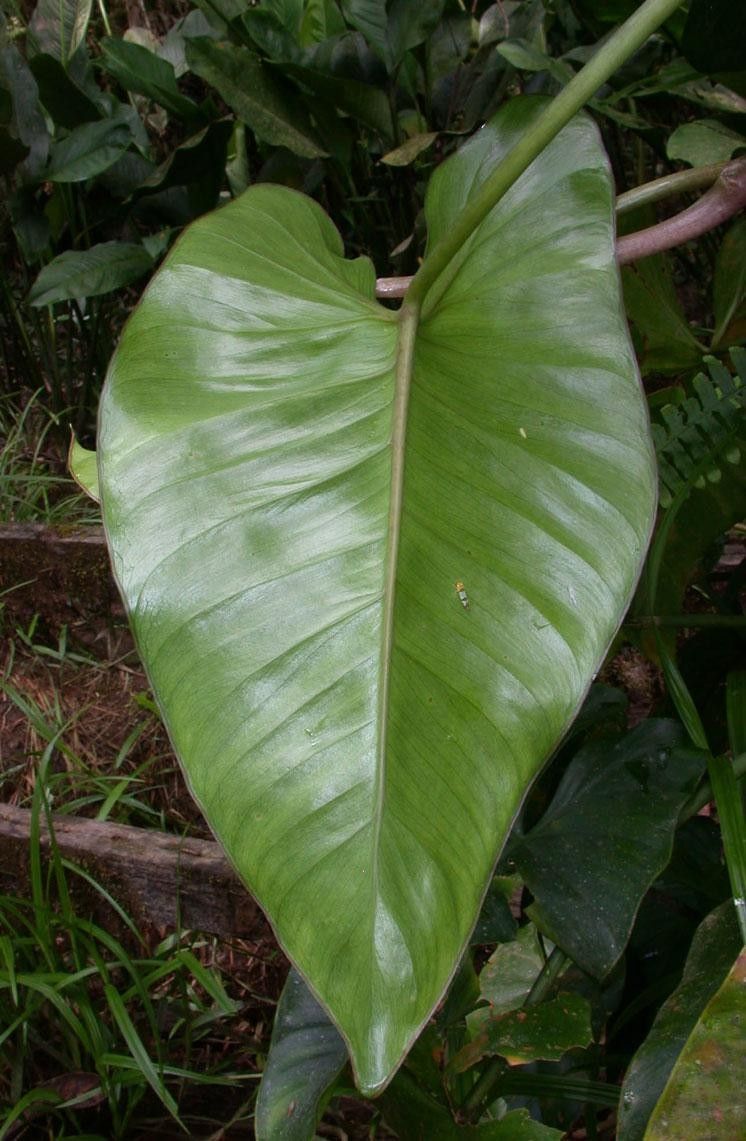 Philodendron brevispathum leaf