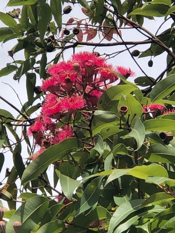 Corymbia ptychocarpa flower