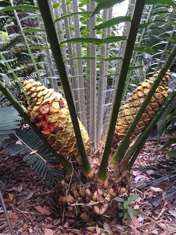 Encephalartos kisambo flower