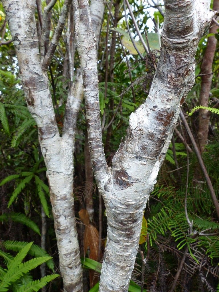 Pittosporum oubatchense bark