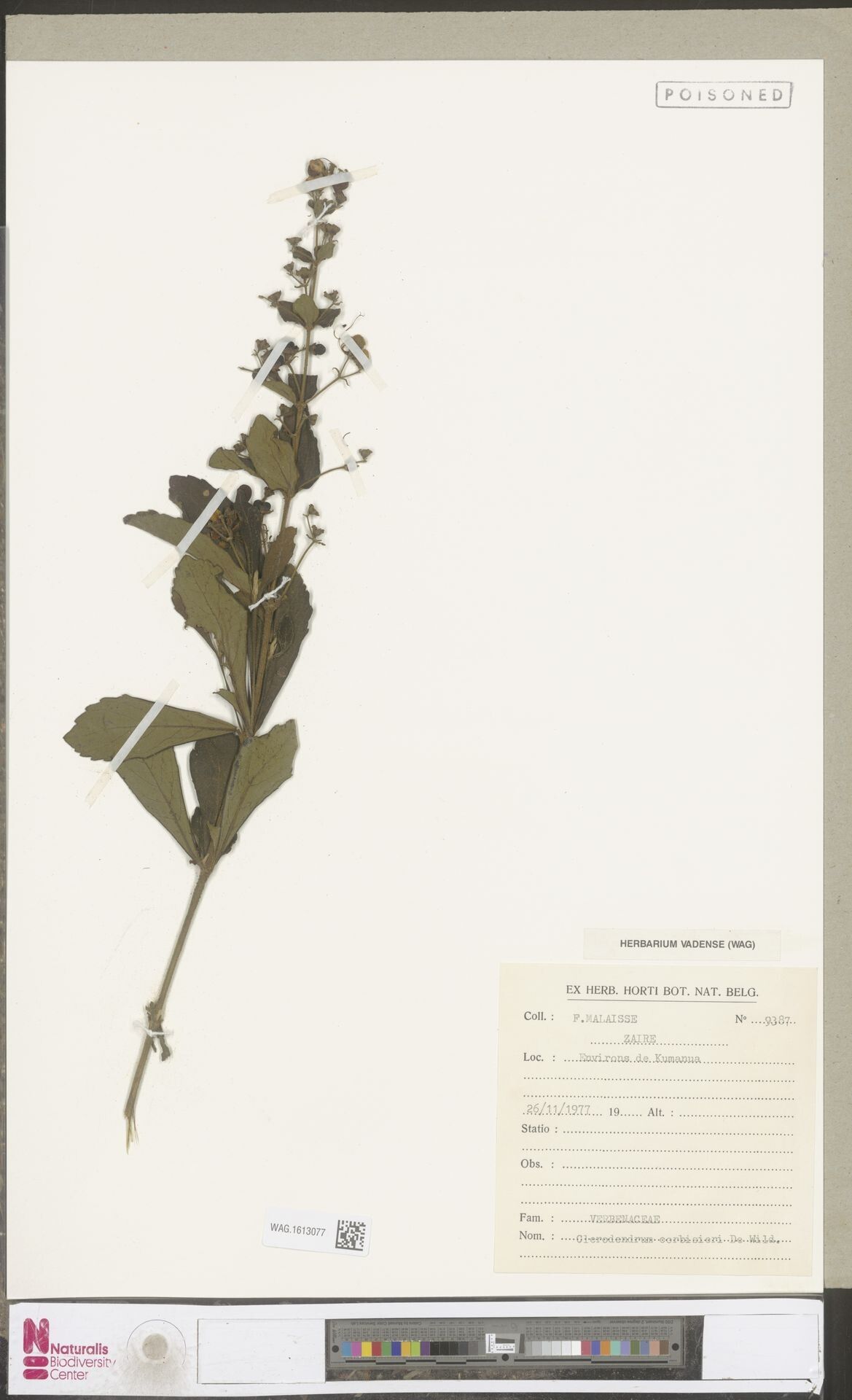 Clerodendrum corbisieri — houseplant care guide