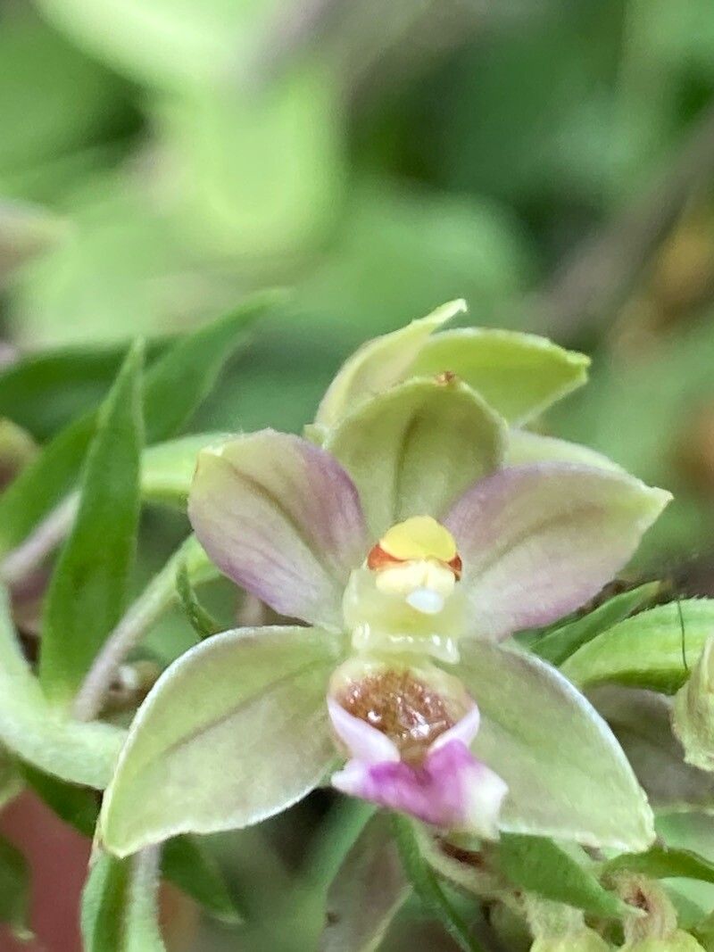 Epipactis bugacensis flower
