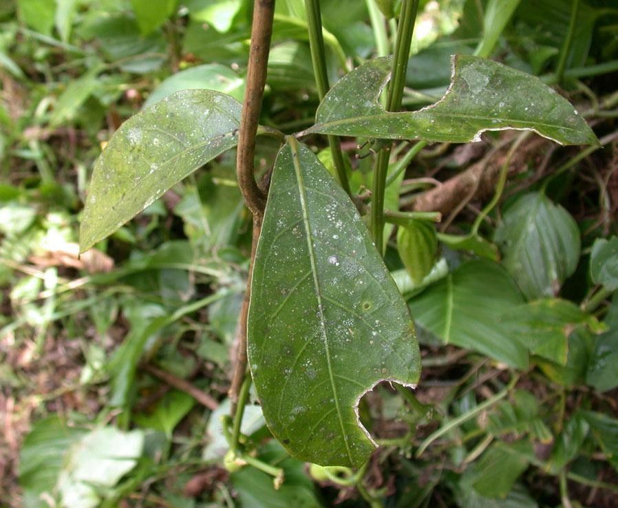 Psiguria triphylla leaf