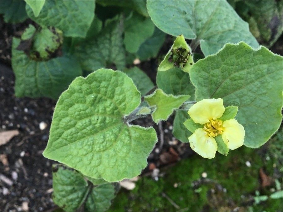 Saruma henryi flower
