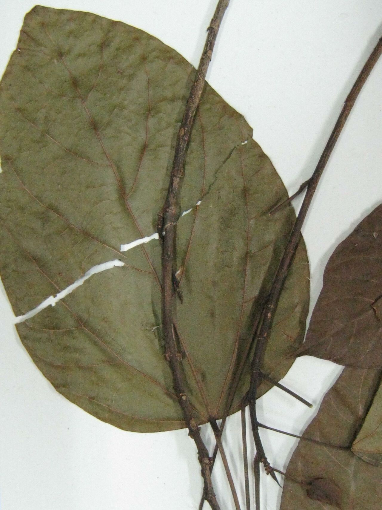 Bixa arborea — related species from the same genus