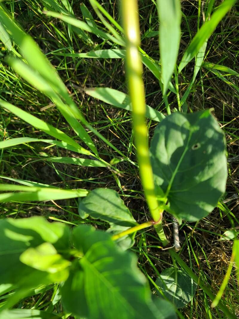 Mirabilis nyctaginea other