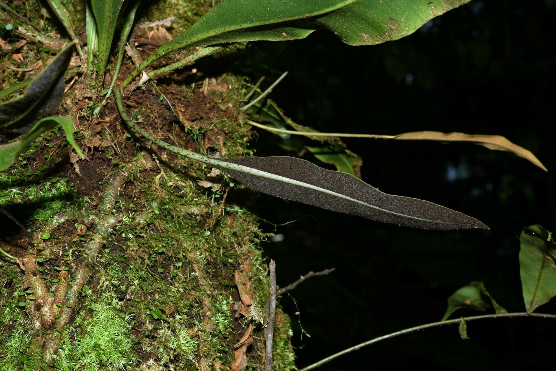 Elaphoglossum luridum habit