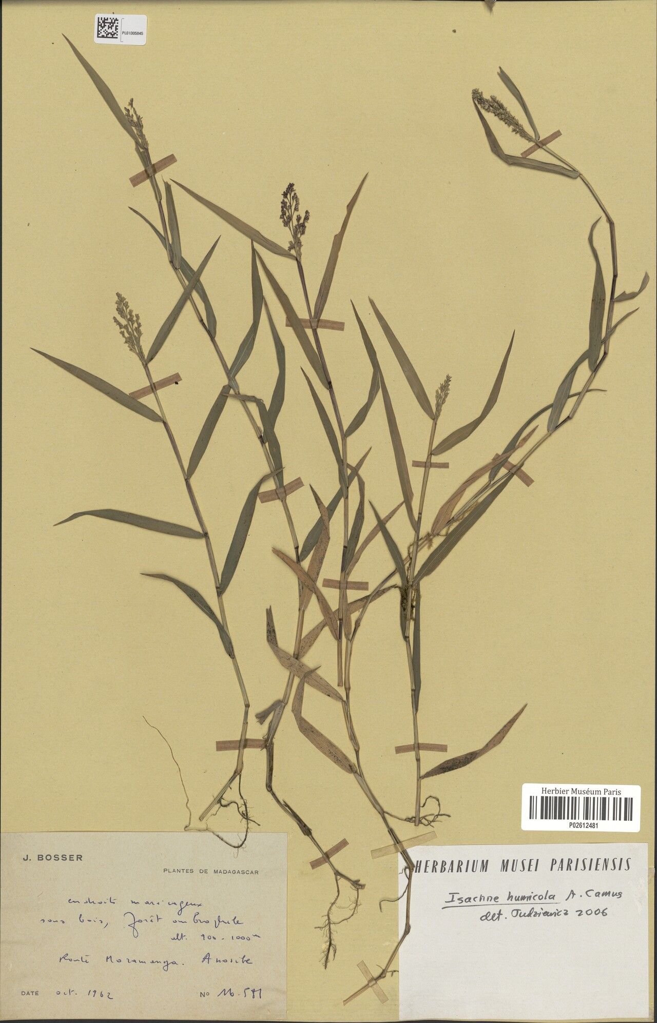 Isachne humicola — houseplant care guide