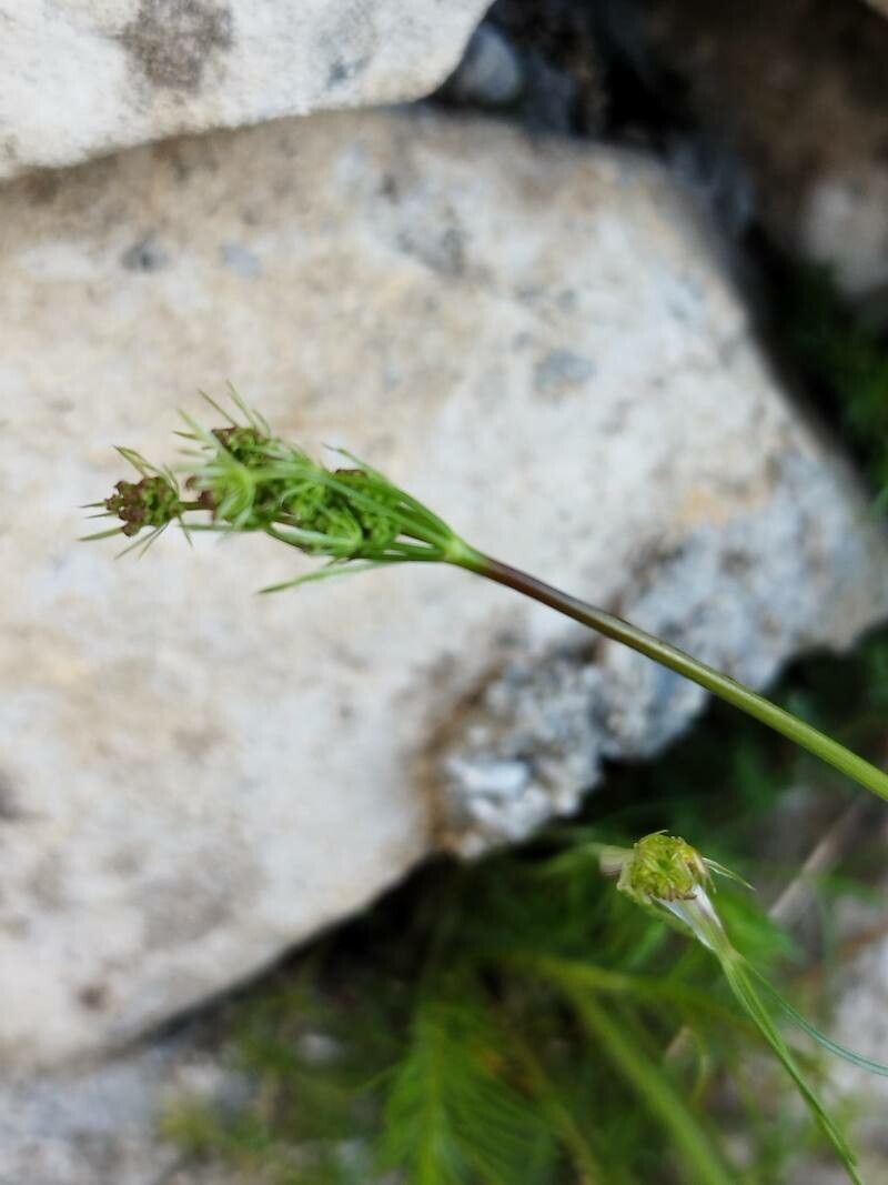 Carum apuanum flower