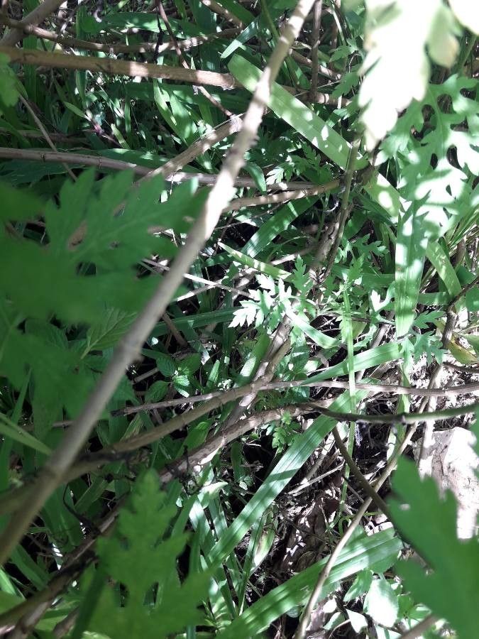 Ambrosia peruviana bark